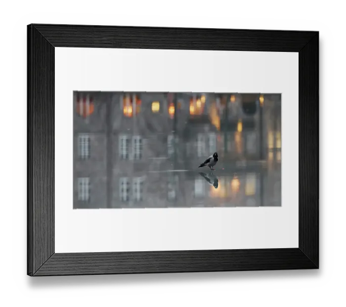 Framed Print : Hooded crow (Corvus corone cornix) standing on water-covered ice, with reflection of buildings at sunset in background, Helsinki, Finland. December. Vuoden luontokuva Finland's Nature Photograph of the Year Competition 2022 - Competition winner 2nd place - Bird category Framed Print : Hooded crow (Corvus corone cornix) standing on water-covered ice, with reflection of buildings at sunset in background, Helsinki, Finland. December. Vuoden luontokuva Finland's Nature Photograph of the Year Competition 2022 - Competition winner 2nd place - Bird category