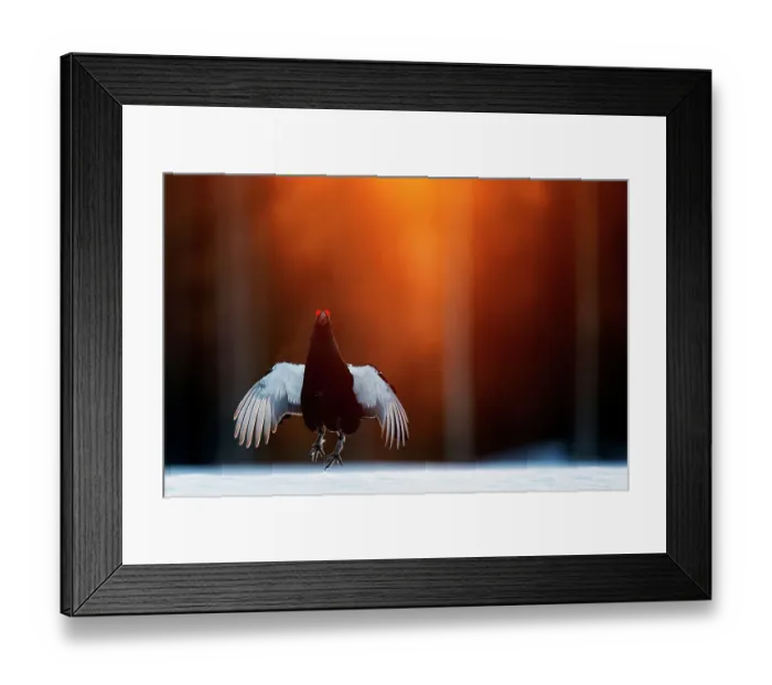 Framed Print : Black grouse (Lyrurus tetrix) male, jumping, part of a dominance display, at lek in early morning light, Kuusamo, Finland, April. Bird Photographer of the Year Competition 2022 - Bird Behaviour Category - Highly commended Framed Print : Black grouse (Lyrurus tetrix) male, jumping, part of a dominance display, at lek in early morning light, Kuusamo, Finland, April. Bird Photographer of the Year Competition 2022 - Bird Behaviour Category - Highly commended