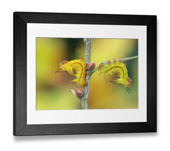 Framed Print : Two Giant silkworm (Eacles ormondei) moth larvae in typical resting posture, Izabal, Guatemala Framed Print : Two Giant silkworm (Eacles ormondei) moth larvae in typical resting posture, Izabal, Guatemala
