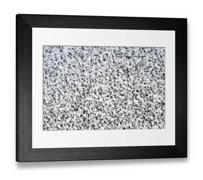Framed Print : Common starlings (Sturnus vulgaris) large murmuration gathering before landing at winter roost, The Netherlands. Vogelwarte Photo Competition 2022 - Emotion category - Finalist Framed Print : Common starlings (Sturnus vulgaris) large murmuration gathering before landing at winter roost, The Netherlands. Vogelwarte Photo Competition 2022 - Emotion category - Finalist