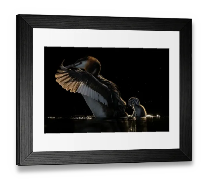 Framed Print : Great crested grebe (Podiceps cristatus) shaking chick from its back on lake, Valkenhorst nature reserve, Valkenswaard, The Netherlands. May. BioPhoto International Nature Photography Competition 2022 Finalist Framed Print : Great crested grebe (Podiceps cristatus) shaking chick from its back on lake, Valkenhorst nature reserve, Valkenswaard, The Netherlands. May. BioPhoto International Nature Photography Competition 2022 Finalist