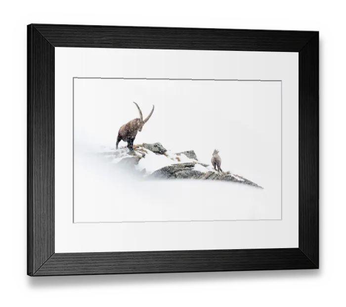 Framed Print : Alpine ibex (Capra ibex) male, with kid on mountain ridge in heavy winter snowfall, Valsavarenche, Gran Paradiso National Park, Italy. January. BioPhoto International Nature Photography Competition 2022 Finalist Framed Print : Alpine ibex (Capra ibex) male, with kid on mountain ridge in heavy winter snowfall, Valsavarenche, Gran Paradiso National Park, Italy. January. BioPhoto International Nature Photography Competition 2022 Finalist