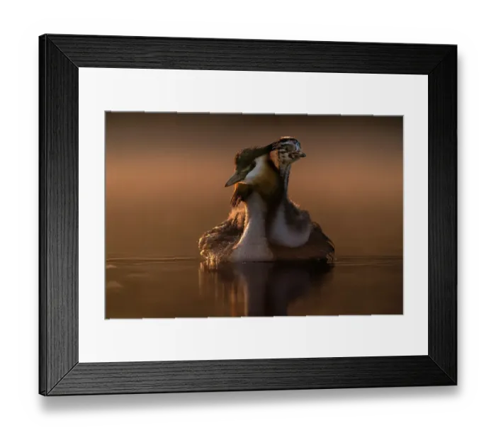 Framed Print : Great crested grebe (Podiceps cristatus) carrying chick on its back to keep it warm, Valkenhorst Nature Reserve, Valkenswaard, The Netherlands, May. Vogelwarte Photo Competition 2022 - Birds category - Finalist Framed Print : Great crested grebe (Podiceps cristatus) carrying chick on its back to keep it warm, Valkenhorst Nature Reserve, Valkenswaard, The Netherlands, May. Vogelwarte Photo Competition 2022 - Birds category - Finalist