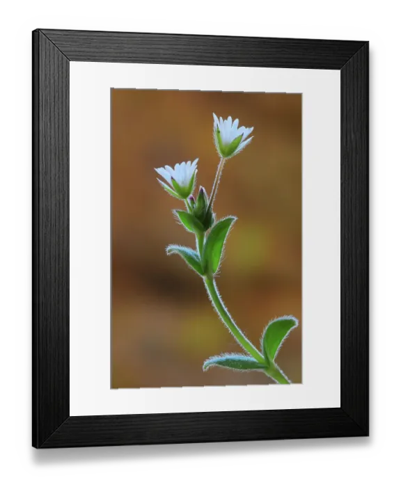 Framed Print : Common mouse-ear chickweed (Cerastium holosteoides) in flower, Dorset, UK. May Framed Print : Common mouse-ear chickweed (Cerastium holosteoides) in flower, Dorset, UK. May