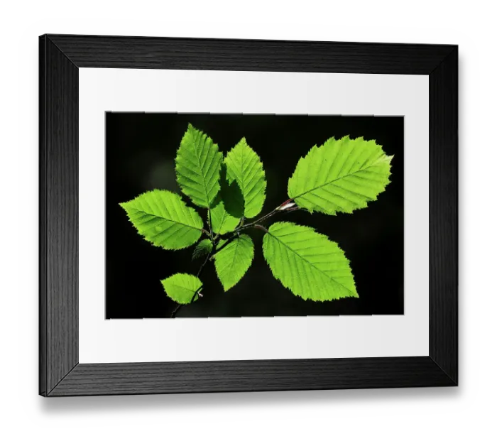 Framed Print : Hornbeam (Carpinus betulus) foliage backlit on a spring afternoon, Dorset, UK. May Framed Print : Hornbeam (Carpinus betulus) foliage backlit on a spring afternoon, Dorset, UK. May