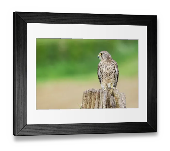 Framed Print : Kestrel (Falco tinnunculus) female, perched on tree stump, UK. April Framed Print : Kestrel (Falco tinnunculus) female, perched on tree stump, UK. April