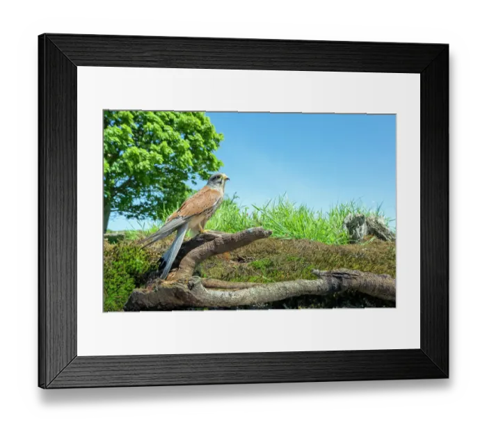 Framed Print : Kestrel (Falco tinnunculus) male, perched on fallen branch, UK. May Framed Print : Kestrel (Falco tinnunculus) male, perched on fallen branch, UK. May