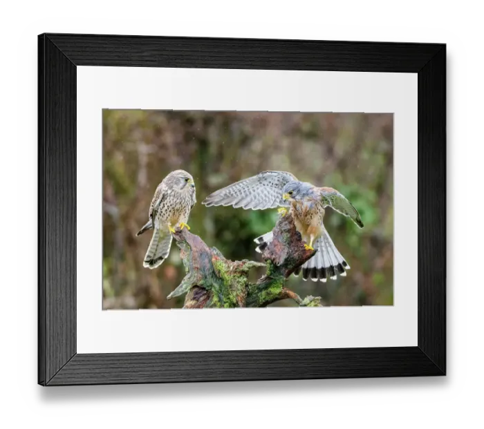 Framed Print : Pair of Kestrels (Falco tinnunculus) perched on tree stump in rain, UK. March