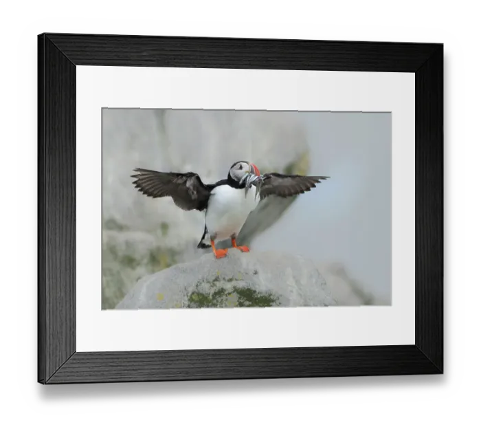 Framed Print : Atlantic puffin (Fratercula arctica) standing on rock with fish in beak, with wings spread, Machias Seal Island, Maine, USA. July Framed Print : Atlantic puffin (Fratercula arctica) standing on rock with fish in beak, with wings spread, Machias Seal Island, Maine, USA. July