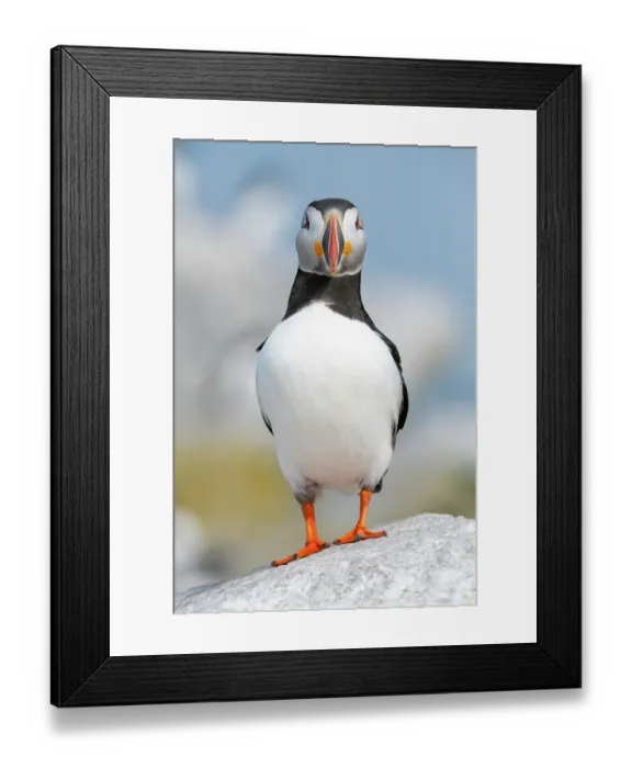 Framed Print : Atlantic puffin (Fratercula arctica) portrait, Machias Seal Island, Maine, USA. July Framed Print : Atlantic puffin (Fratercula arctica) portrait, Machias Seal Island, Maine, USA. July