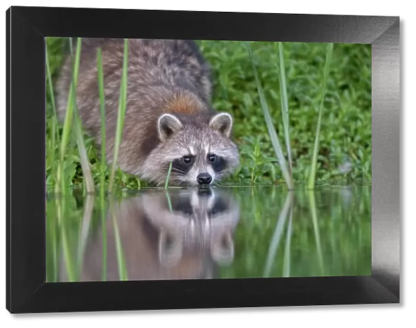 Raccoon (Procyon lotor) drinking from a beaver pond in Acadia National Park, Maine, USA. June