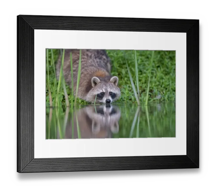 Framed Print : Raccoon (Procyon lotor) drinking from a beaver pond in Acadia National Park, Maine, USA. June