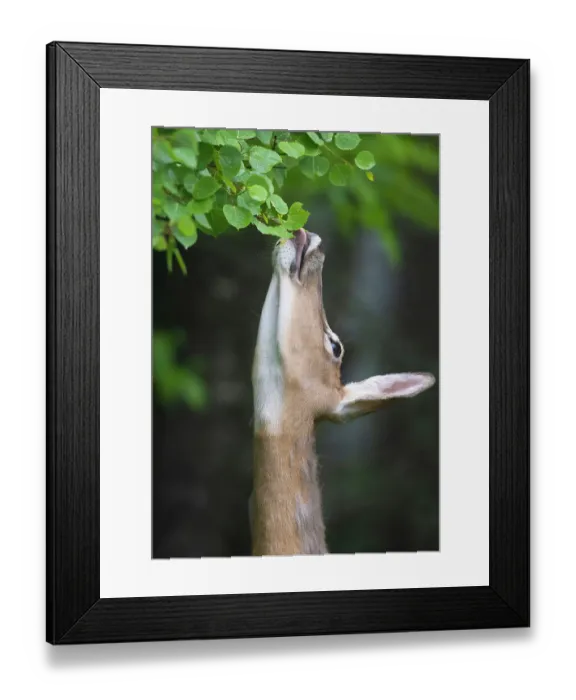 Framed Print : White-tailed deer (Odocoileus virginianus) reaching up to feed on leaves, Acadia National Park, Maine, USA. June Framed Print : White-tailed deer (Odocoileus virginianus) reaching up to feed on leaves, Acadia National Park, Maine, USA. June