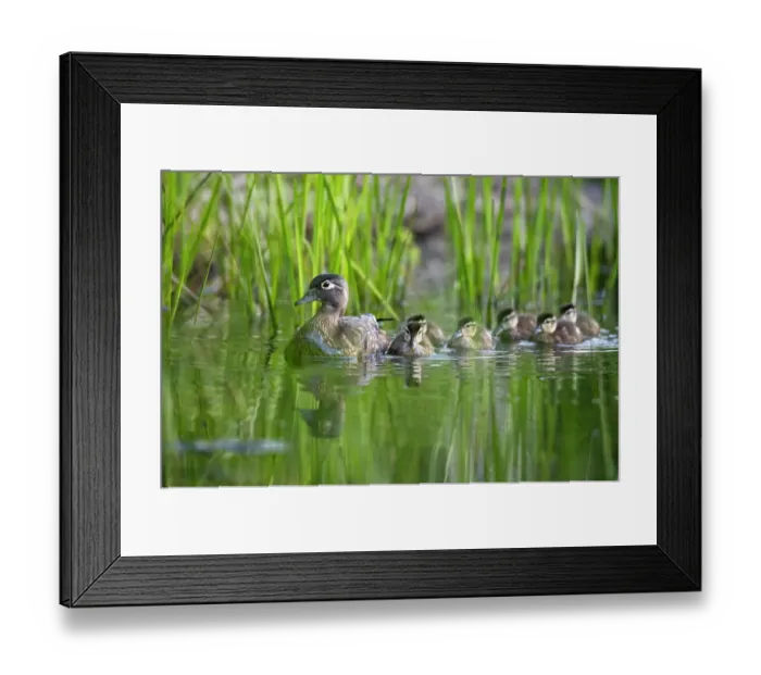 Framed Print : Wood duck (Aix sponsa) female, leading brood of ducklings on pond, Acadia National Park, Maine, USA. June Framed Print : Wood duck (Aix sponsa) female, leading brood of ducklings on pond, Acadia National Park, Maine, USA. June