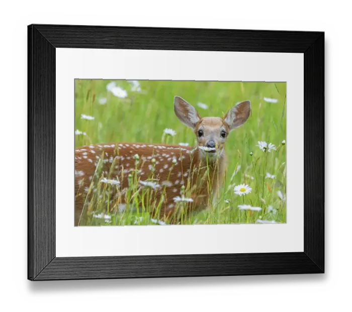 Framed Print : White-tailed deer (Odocoileus virginianus) fawn, standing among wildflowers and long grass, Acadia National Park, Maine, USA. June Framed Print : White-tailed deer (Odocoileus virginianus) fawn, standing among wildflowers and long grass, Acadia National Park, Maine, USA. June
