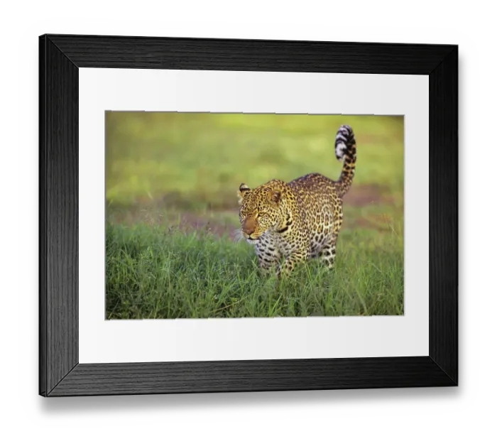 Framed Print : Leopard (Panthera pardus) walking through grass, Masai Mara National Reserve, Kenya, East Africa Framed Print : Leopard (Panthera pardus) walking through grass, Masai Mara National Reserve, Kenya, East Africa