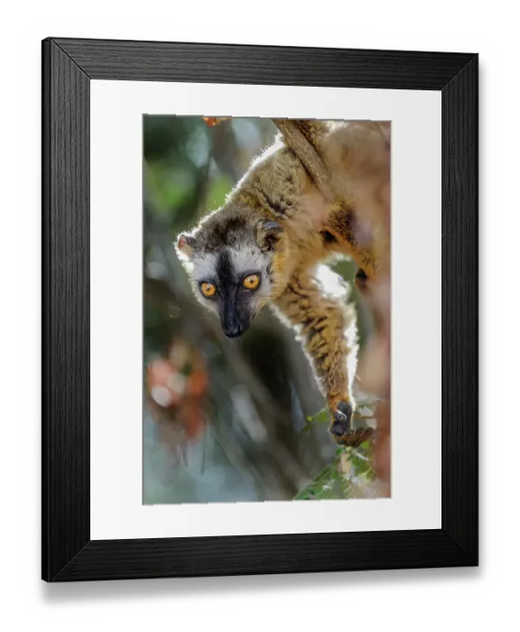 Framed Print : Red-fronted brown lemur (Eulemur rufus) female, portrait, Kirindy Forest, Madagascar Framed Print : Red-fronted brown lemur (Eulemur rufus) female, portrait, Kirindy Forest, Madagascar