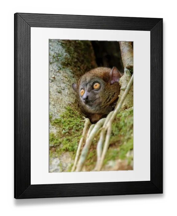Framed Print : Mananara-nord sportive lemur (Lepilemur hollandorum) peering out between branches in tree, Mananara-Nord National Park, north east Madagascar. Critically endangered Framed Print : Mananara-nord sportive lemur (Lepilemur hollandorum) peering out between branches in tree, Mananara-Nord National Park, north east Madagascar. Critically endangered