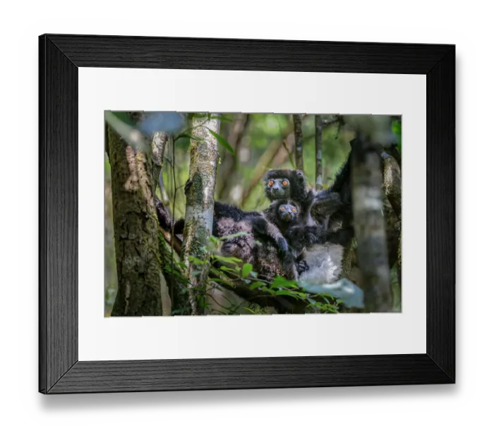 Framed Print : Milne-Edward's sifaka (Propithecus edwardsi) female with infant sitting in tree, Ranomafana National Park, south east Madagascar. Endangered Framed Print : Milne-Edward's sifaka (Propithecus edwardsi) female with infant sitting in tree, Ranomafana National Park, south east Madagascar. Endangered
