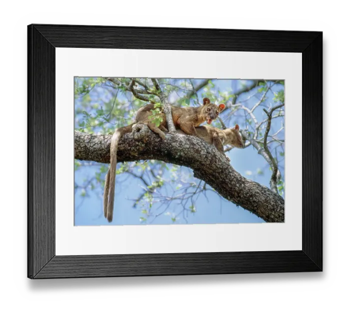 Framed Print : Fosa (Cryptoprocta ferox) pair, mating in forest canopy, Zombitse-Vohibasia National Park, central south western Madagascar