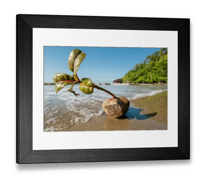 Framed Print : Germinating seedling of Sea poison tree (Barringtonia asiatica) washed up on beach. Masoala Peninsula, Masoala National Park, Madagascar Framed Print : Germinating seedling of Sea poison tree (Barringtonia asiatica) washed up on beach. Masoala Peninsula, Masoala National Park, Madagascar