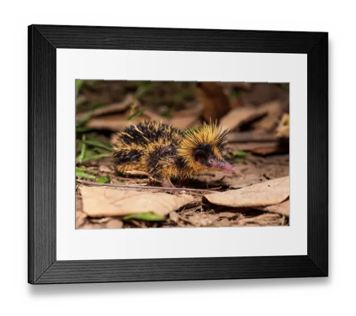 Framed Print : Lowland streaked tenrec (Hemicentetes semispinosus) on forest floor at night, Masoala National Park, north east Madagascar Framed Print : Lowland streaked tenrec (Hemicentetes semispinosus) on forest floor at night, Masoala National Park, north east Madagascar