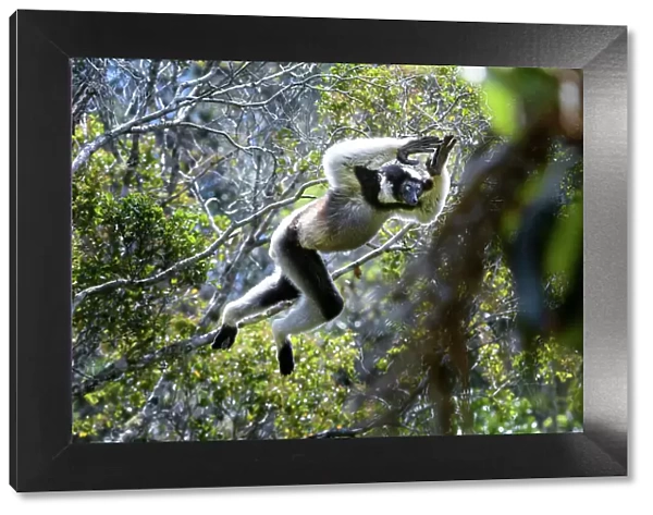 Indri (Indri indri) male, leaping through the rain forest canopy, Andasibe-Mantadia National Park, eastern Madagascar. Critically Endangered