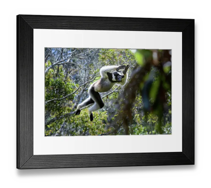 Framed Print : Indri (Indri indri) male, leaping through the rain forest canopy, Andasibe-Mantadia National Park, eastern Madagascar. Critically Endangered Framed Print : Indri (Indri indri) male, leaping through the rain forest canopy, Andasibe-Mantadia National Park, eastern Madagascar. Critically Endangered