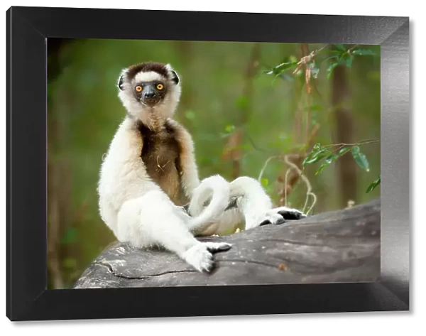 Verreaux's sifaka (Propithecus verreauxi) sitting on log in forest, Berenty forest, southern Madagascar. Critically endangered