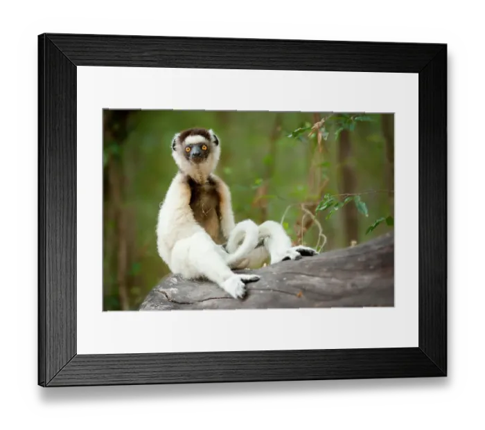Framed Print : Verreaux's sifaka (Propithecus verreauxi) sitting on log in forest, Berenty forest, southern Madagascar. Critically endangered Framed Print : Verreaux's sifaka (Propithecus verreauxi) sitting on log in forest, Berenty forest, southern Madagascar. Critically endangered