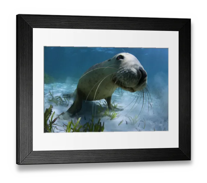 Framed Print : Australian sea (Neophoca cinerea) juvenile playing in the sand, Carnac Island, Western Australia Framed Print : Australian sea (Neophoca cinerea) juvenile playing in the sand, Carnac Island, Western Australia