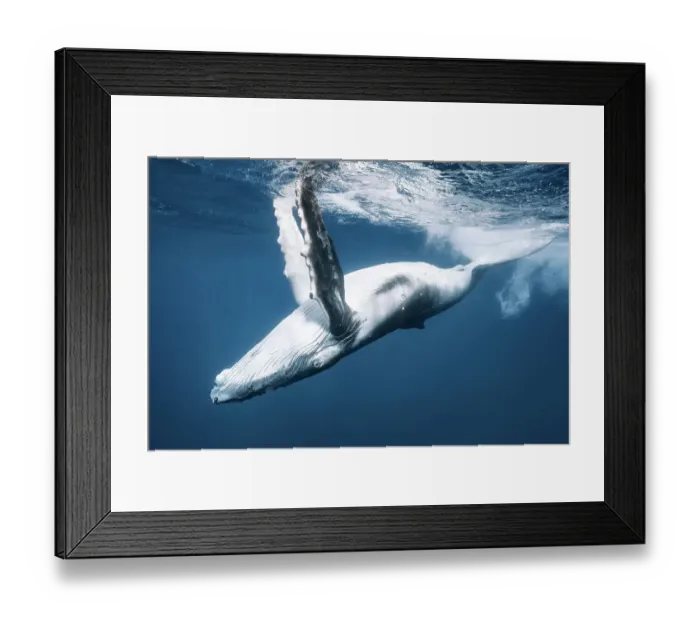 Framed Print : Humpback whale (Megaptera novaeangliae) playing, skimming the ocean surface with the tips of his pectoral fins. Vava'u, Kingdom of Tonga. Pacific Ocean Framed Print : Humpback whale (Megaptera novaeangliae) playing, skimming the ocean surface with the tips of his pectoral fins. Vava'u, Kingdom of Tonga. Pacific Ocean