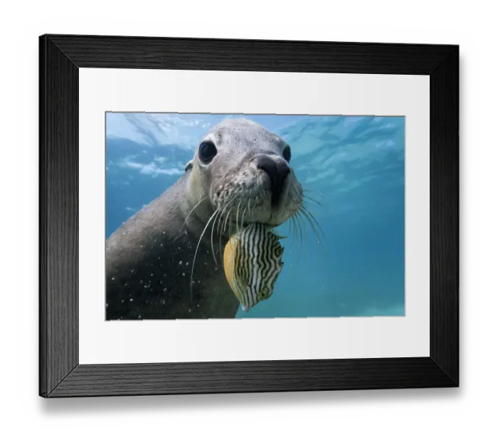 Framed Print : Australian sea lion (Neophoca cinerea) male with Striped cowfish (Aracana aurita) Carnac Island, Western Australia Framed Print : Australian sea lion (Neophoca cinerea) male with Striped cowfish (Aracana aurita) Carnac Island, Western Australia