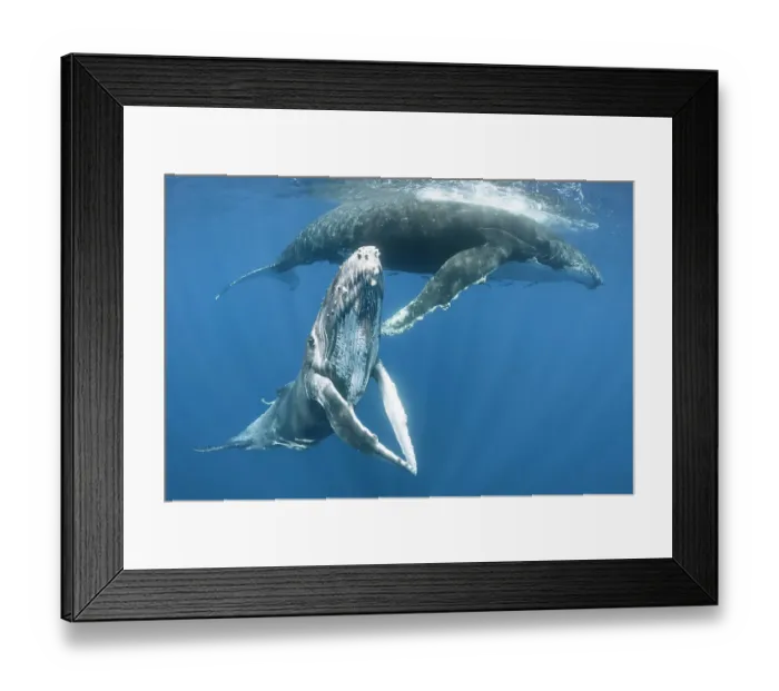 Framed Print : Humpback whale female calf (Megaptera novaeangliae) posing with her pectoral fins held together, with her mother resting in the background. Vava'u, Kingdom of Tonga. Pacific Ocean Framed Print : Humpback whale female calf (Megaptera novaeangliae) posing with her pectoral fins held together, with her mother resting in the background. Vava'u, Kingdom of Tonga. Pacific Ocean