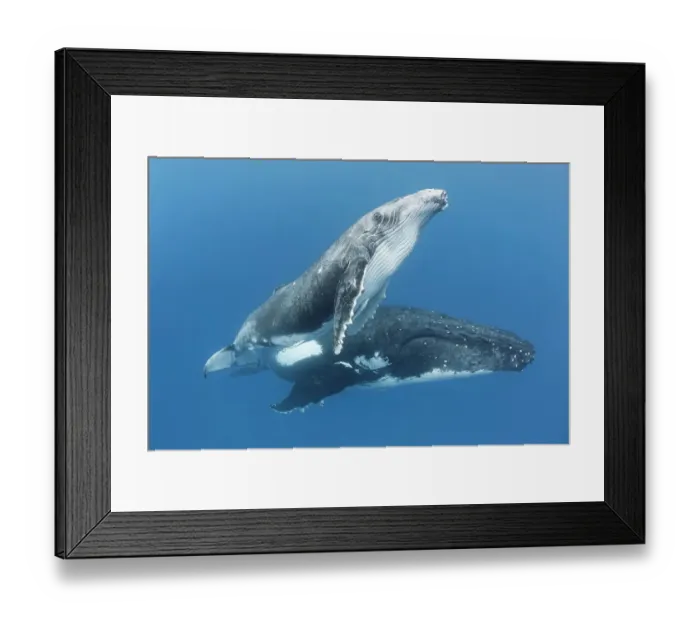 Framed Print : Humpback whale (Megaptera novaeangliae) male calf with his mother. Vava'u, Tonga. South Pacific Framed Print : Humpback whale (Megaptera novaeangliae) male calf with his mother. Vava'u, Tonga. South Pacific