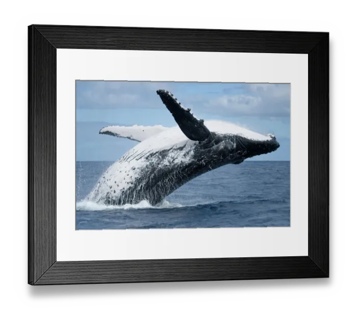 Framed Print : Humpback whale (Megaptera novaeangliae) adult female breaching, Vava'u, Tonga, South Pacific sequence 1 / 3 Framed Print : Humpback whale (Megaptera novaeangliae) adult female breaching, Vava'u, Tonga, South Pacific sequence 1 / 3