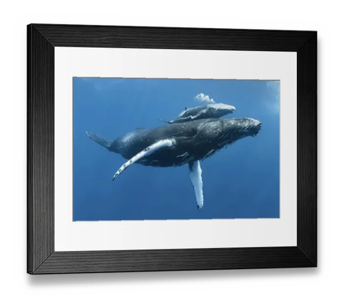 Framed Print : Humpback whale (Megaptera novaeangliae) calf Tahafa male with injured pectoral fin and scarred body, with mother. Vava'u, Tonga, Pacific Ocean. COP26 Countdown Photo Competition 2021 Finalist Framed Print : Humpback whale (Megaptera novaeangliae) calf Tahafa male with injured pectoral fin and scarred body, with mother. Vava'u, Tonga, Pacific Ocean. COP26 Countdown Photo Competition 2021 Finalist