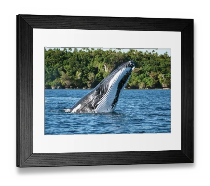 Framed Print : Humpback whale (Megaptera novaeangliae) executing a forward face-flop breach, Vava'u, Tonga, South Pacific Framed Print : Humpback whale (Megaptera novaeangliae) executing a forward face-flop breach, Vava'u, Tonga, South Pacific