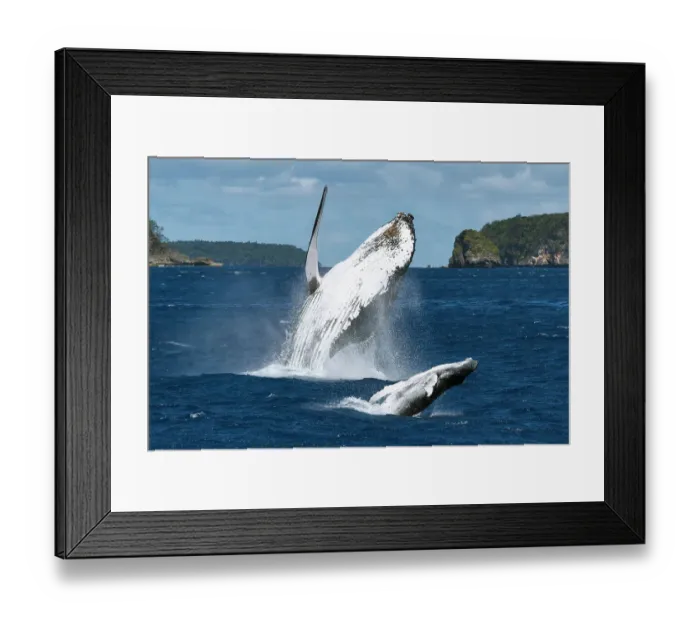 Framed Print : Humpback whale (Megaptera novaeangliae) female breaching together with her male calf. The calf had a large wound on his left peduncle area, one that appeared to be the result of a large bite, Vava'u, Tonga, South Pacific Framed Print : Humpback whale (Megaptera novaeangliae) female breaching together with her male calf. The calf had a large wound on his left peduncle area, one that appeared to be the result of a large bite, Vava'u, Tonga, South Pacific