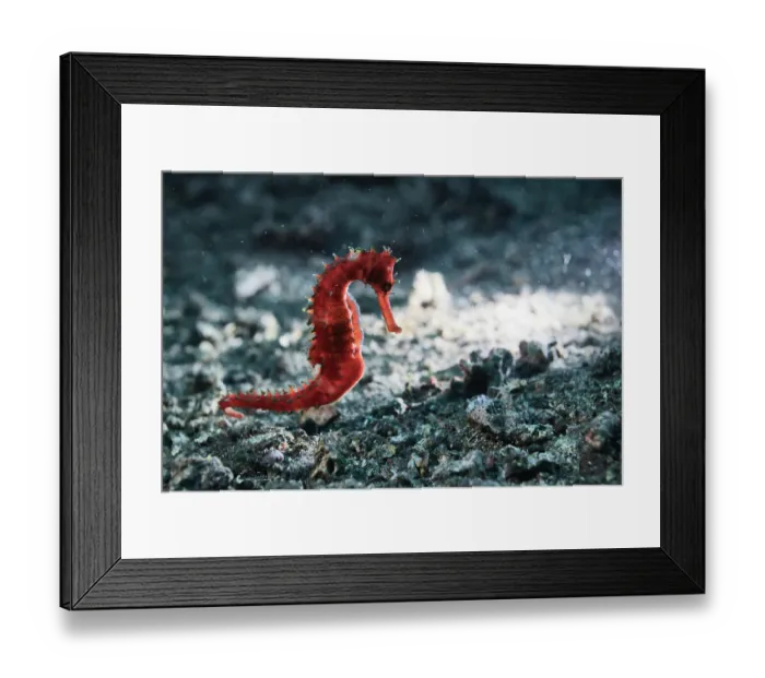 Framed Print : Thorny seahorse (Hippocampus histrix) making its way across the muck and rubble substrate of Lembeh Strait in North Sulawesi, Indonesia