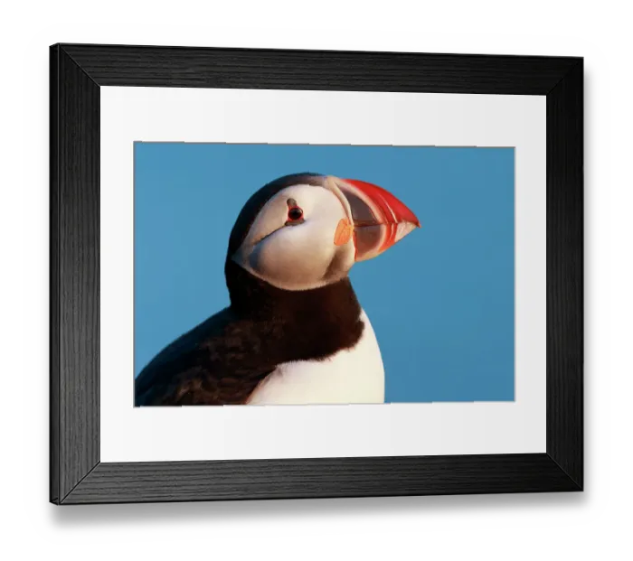 Framed Print : Atlantic puffin (Fratercula arctica) head profile, Iceland, June