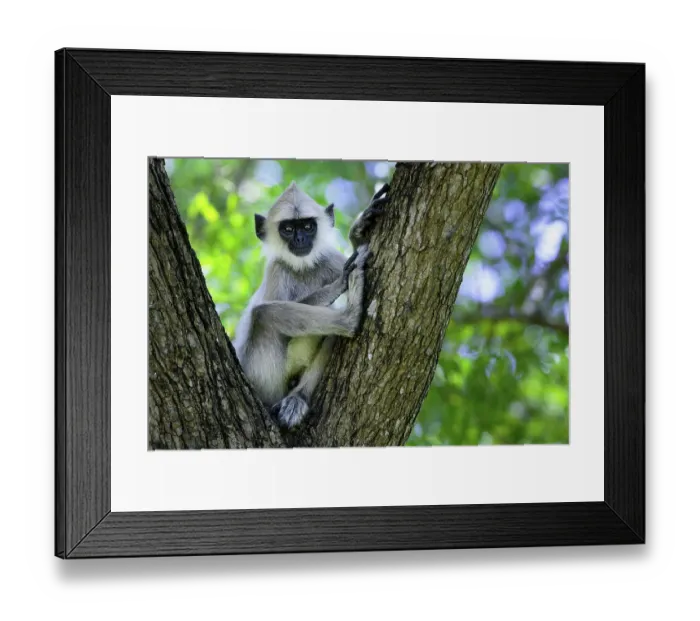 Framed Print : Tufted gray langur (Semnopithecus priam thersites subspecies) sitting in nook f tree, Trincomalee, Sri Lanka, Endangered on the IUCN Red List Framed Print : Tufted gray langur (Semnopithecus priam thersites subspecies) sitting in nook f tree, Trincomalee, Sri Lanka, Endangered on the IUCN Red List