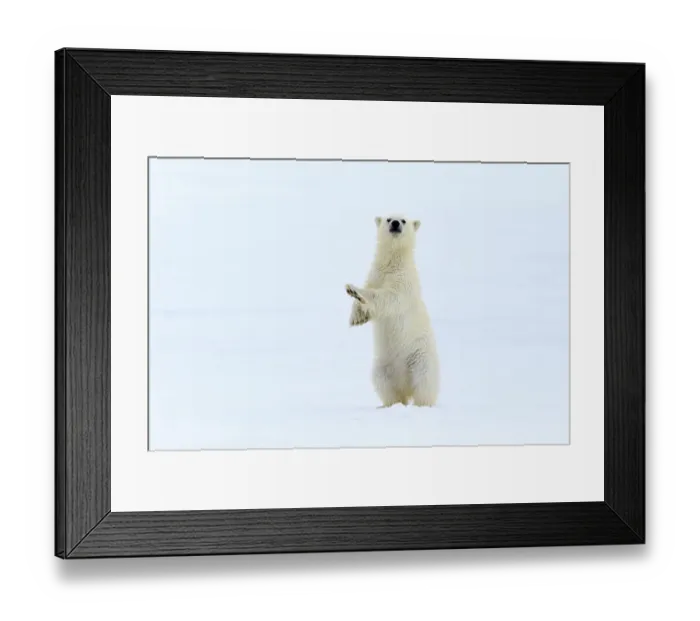 Framed Print : Polar bear (Ursus maritimus) very young cub, probably only a few months old, standing up to take a look around, northern Svalbard, Norway, June Framed Print : Polar bear (Ursus maritimus) very young cub, probably only a few months old, standing up to take a look around, northern Svalbard, Norway, June