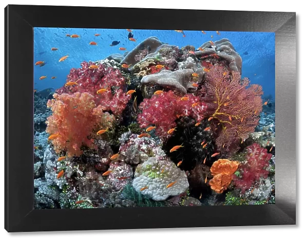 Healthy coral reef landscape, Carl's Ultimate dive site in the Eastern Fields of Papua New Guinea