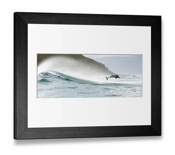 Framed Print : Indo-Pacific bottlenose dolphin (Tursiops aduncus) leaping out of the surf, South Africa, Indian Ocean Framed Print : Indo-Pacific bottlenose dolphin (Tursiops aduncus) leaping out of the surf, South Africa, Indian Ocean