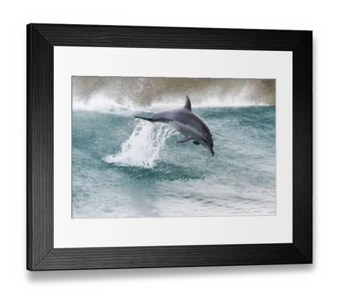 Framed Print : Indo-Pacific bottlenose dolphin (Tursiops aduncus) leaping out of waves, South Africa Framed Print : Indo-Pacific bottlenose dolphin (Tursiops aduncus) leaping out of waves, South Africa
