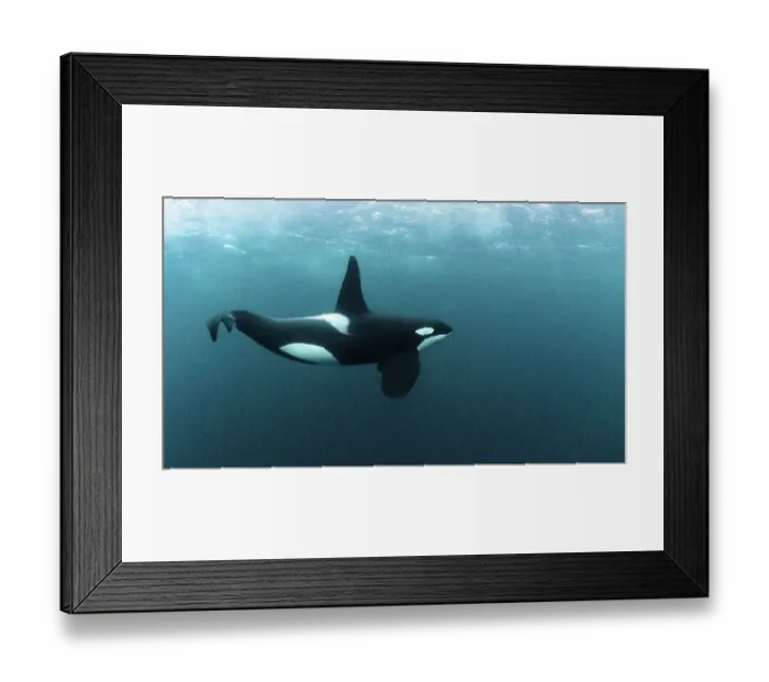 Framed Print : Killer whale / Orca (Orcinus orca) mature male, swimming underwater. Hamn, Senja, Norway, Atlantic Ocean Framed Print : Killer whale / Orca (Orcinus orca) mature male, swimming underwater. Hamn, Senja, Norway, Atlantic Ocean