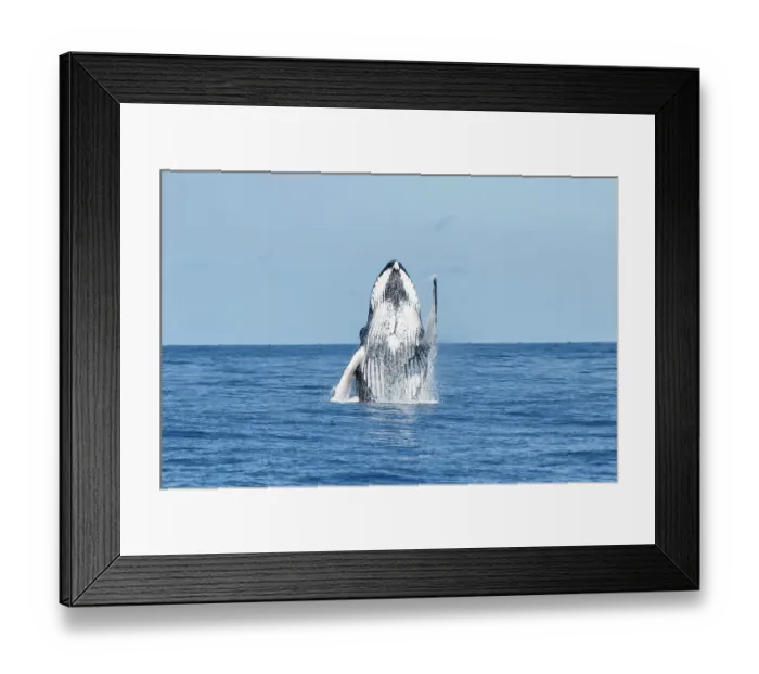 Framed Print : Humpback whale (Megaptera novaeangliae) breaching, Vava'u, Tonga, South Pacific Framed Print : Humpback whale (Megaptera novaeangliae) breaching, Vava'u, Tonga, South Pacific