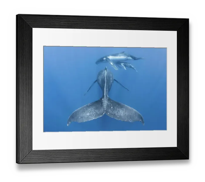 Framed Print : Humpback whale (Megaptera novaeangliae) rear view of males escort, with adult female and male calf in the background. Vava'u, Tonga, South Pacific Framed Print : Humpback whale (Megaptera novaeangliae) rear view of males escort, with adult female and male calf in the background. Vava'u, Tonga, South Pacific