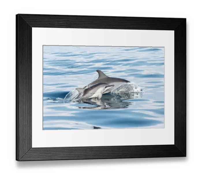 Framed Print : Spinner dolphin (Stenella longirostris) juvenile surfacing next to its mother, Sri Lanka Framed Print : Spinner dolphin (Stenella longirostris) juvenile surfacing next to its mother, Sri Lanka